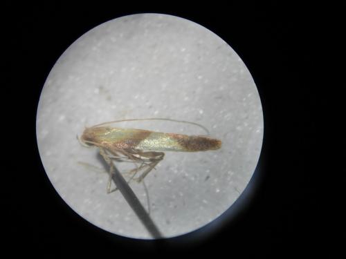 Caloptilia sp.